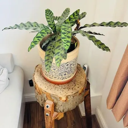 Adorable In St Annes With Parking & Garden Nyaraló Bristol